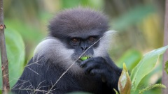 Sri Lanka-Langur / Purple-Faced Langur
