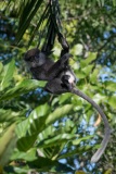 Sri Lanka-Langur / Purple-Faced Langur