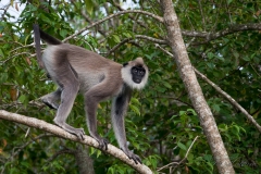 Grå Langur