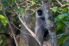 Grå Langur