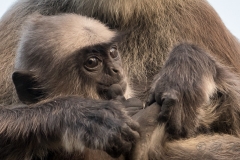 Grå Langur