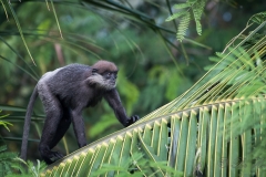 Sri Lanka-Langur / Purple-Faced Langur