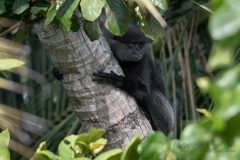 Sri Lanka-Langur / Purple-Faced Langur