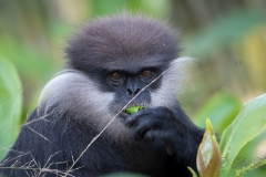 Sri Lanka-Langur / Purple-Faced Langur