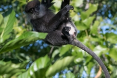 Sri Lanka-Langur / Purple-Faced Langur