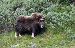 Moskus