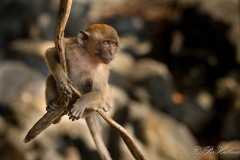 Javaabe / Long tailed Macaque