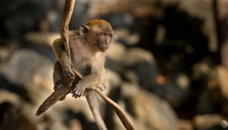 Javaabe / Long tailed Macaque