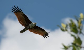 Brahmin Glente / Brahminy Kite