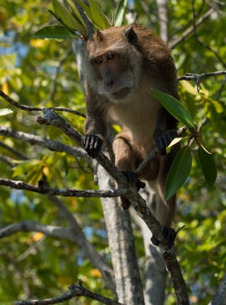 Javaabe / Long tailed Macaque