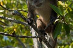 Javaabe / Long tailed Macaque