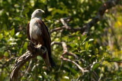 Brahmin Glente / Brahminy Kite