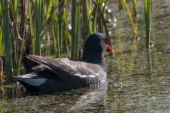 Grønbenet Rørhøne