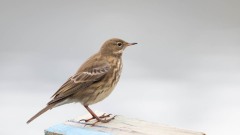 Skærpiber