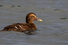 Ederfugl ♀