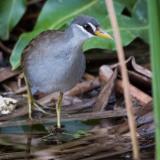 Hvidbrynet Rørvagtel / White-browed crake