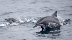 Langnæbbet delfin