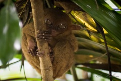 Filippinsk spøgelsesabe, Tarsier