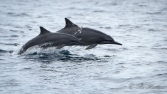 Delfin