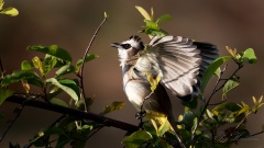 Hvisbrystet bulbul
