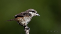 Brun tornskade, Brown Shrike